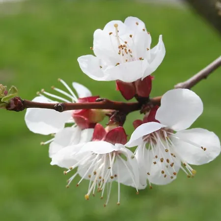 Gasthof-camping Stumpfer Gæstehus