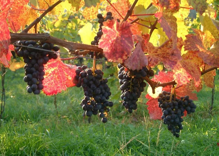 Gasthof-camping Stumpfer ゲストハウス 3*