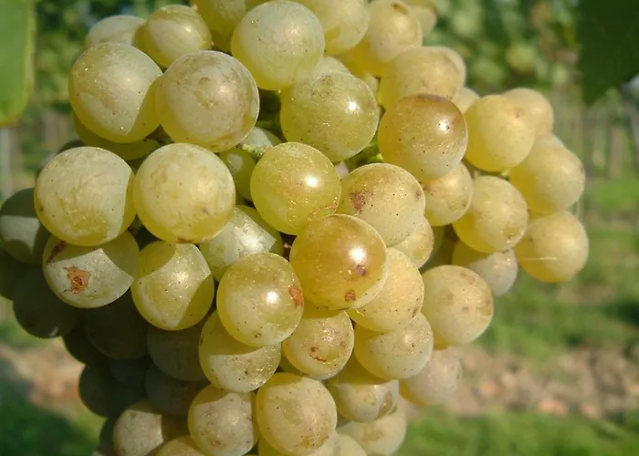 Gasthof-camping Stumpfer 3* Schönbühel an der Donau